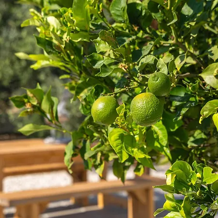 Olive Grove Apartament